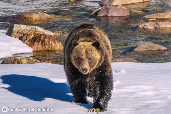 Banff Wildlife During February